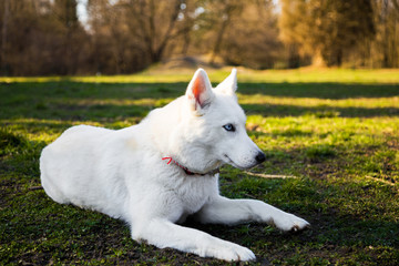 Purebred white siberian husky