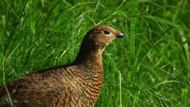 Birkhahn - Birkwild