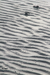 Wattenmeer, Schleswig-Holstein, Deutschland