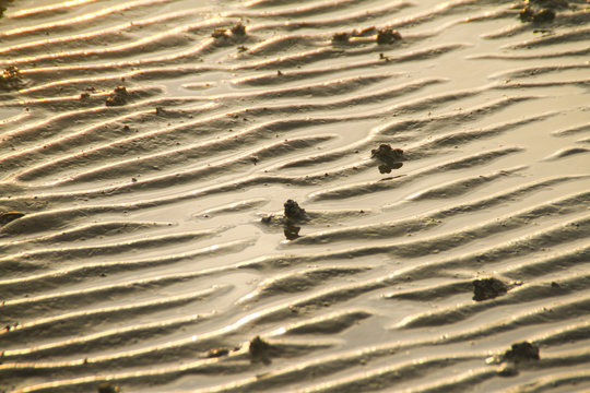 Wattenmeer, Schleswig-Holstein, Deutschland