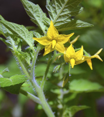 Tomato plant.