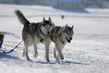 Husky Sled Dogs Running In Snow