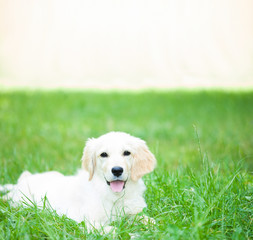 Portrait of a cute golden retriever puppy