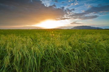 The Sunset Paddy Field
