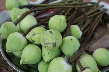 Bud green lotus, flower of buddhist