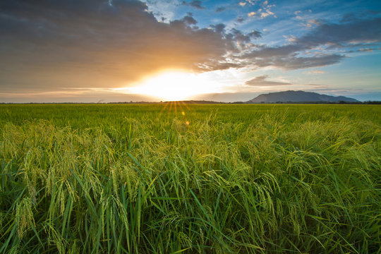 The Sunset Paddy Field