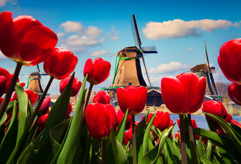 Słynne holenderskie wiatraki - obrazy, fototapety, plakaty