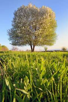  single tree in spring