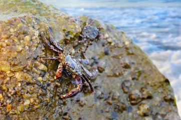 Crab on the stone at the beach, focus on crab