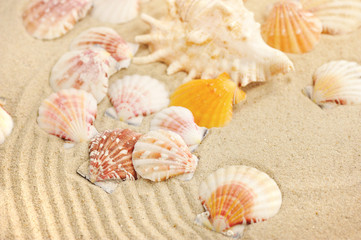 Sea shells on sandy beach