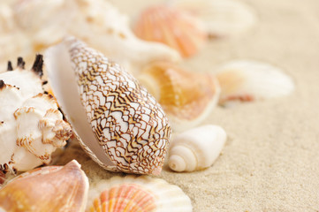 Sea shells on sandy beach
