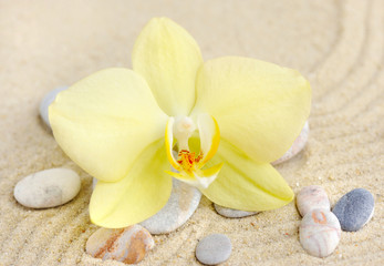 Fototapeta na wymiar Orchid and sea stones on sandy beach
