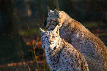 Young Lynx with the Mother