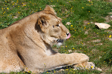 Female Asiatic lion