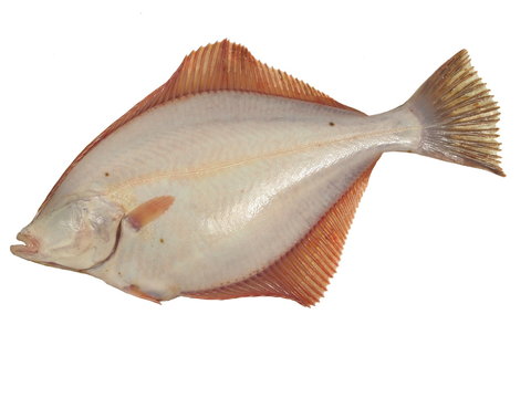 big fish flounder