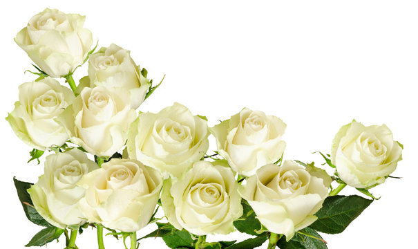 Beautiful  horizontal frame with bouquet of white roses  isolated on white background