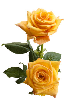 Beautiful two yellowish orange roses isolated on white background