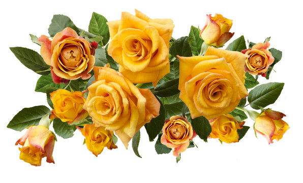 Beautiful  bouquet of yellowish orange roses isolated on white background