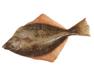 big fish flounder