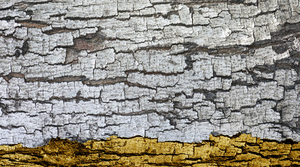 Patterned of grunge tree peel,wood texture, nature, plant backgr