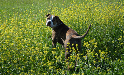 Looking Pitbull in Flowers