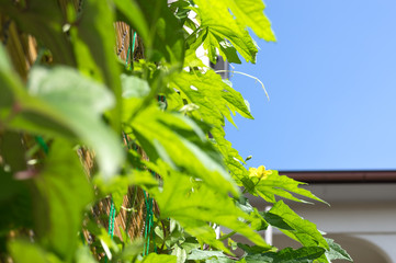 グリーンカーテン