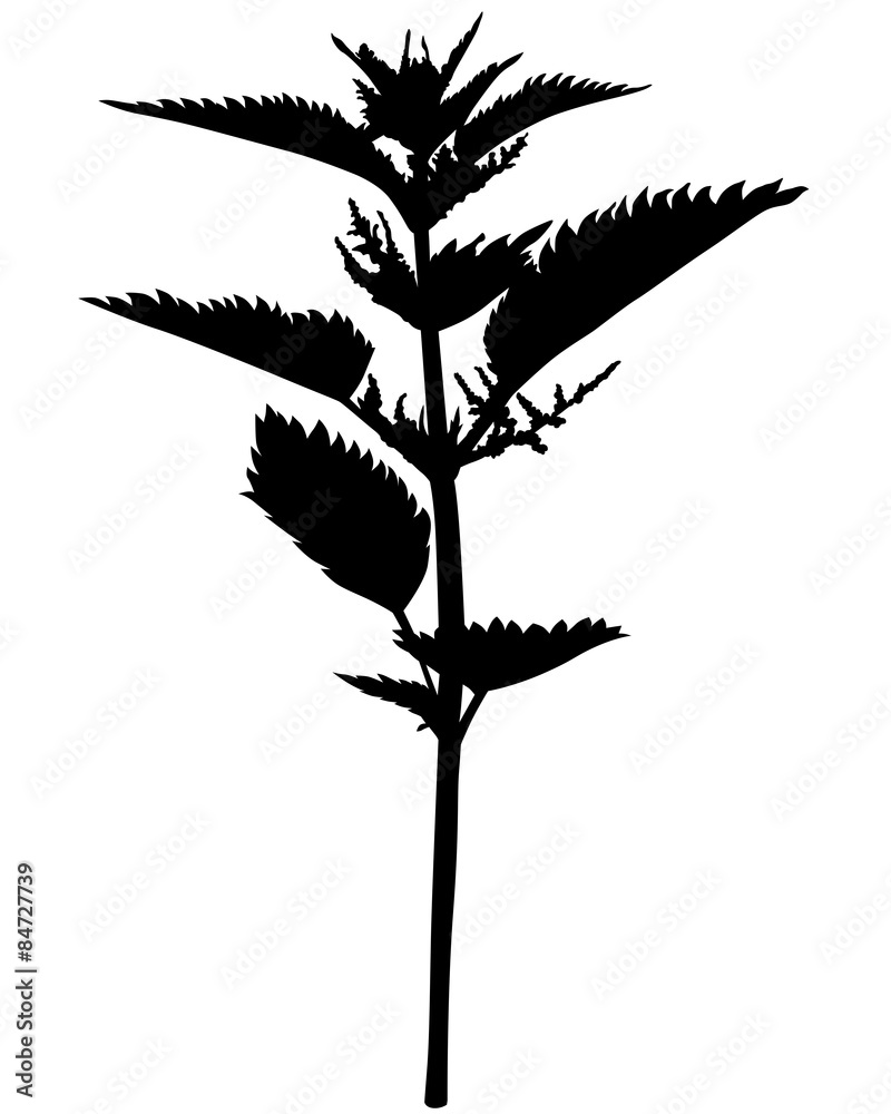 Wall mural Silhouette nettle flower