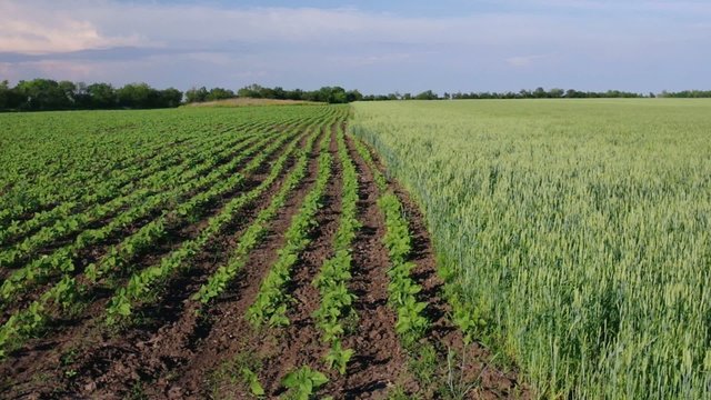 Ukrainian agricultural landscape - unripe feld with sonflower and wheat at summer day
