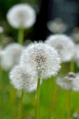 Reife Löwenzahnpflanze - Pusteblumen