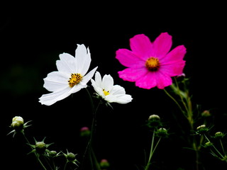 コスモス