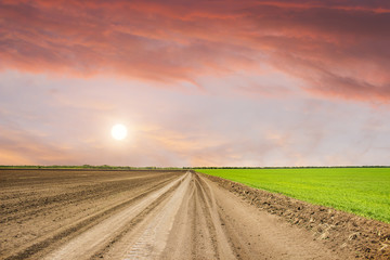 Obraz premium green field at sunset
