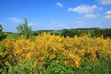 Bl&uuml;hender Ginster im Schmallenberger Sauerland