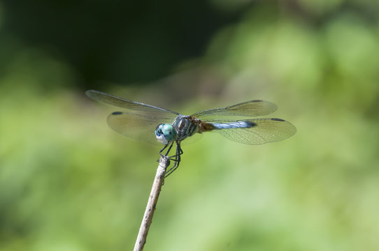 Blue dasher