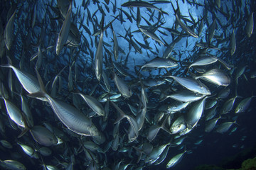 Tuna fish