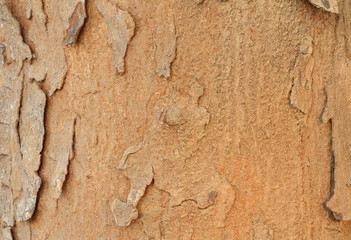 Tree bark texture. Nature wood background