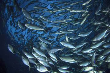 Tuna fish © Richard Carey