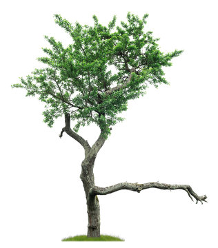 Alter Pflaumenbaum mit totem Ast als Freisteller