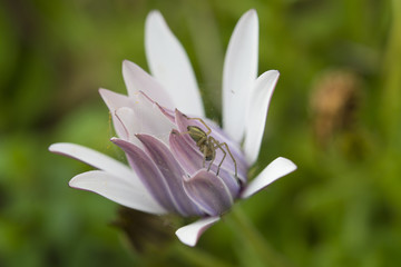  spiders in flower