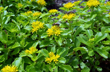 Bienen auf gelben Blumen
