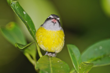 Bananaquit