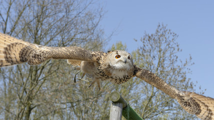 Siberian Uhu