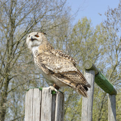 Siberian Uhu