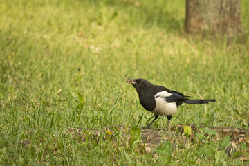 Magpie with prey in its beak on a green lawn