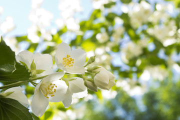 a branch of jasmine on a natural blurred background