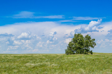 Одинокое дерево в Казахстанской степи