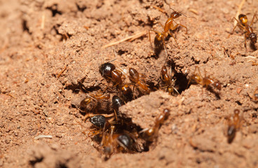 Ant teamwork