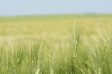 Barley Field in Germany