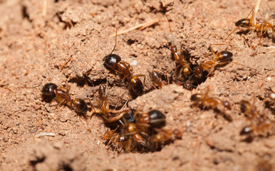 Ant teamwork