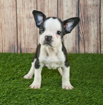 Frenchton Puppy