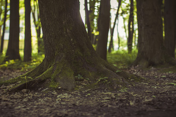 Fototapeta premium tree trunk in the wood